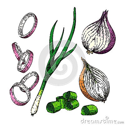 onion white red set sketch hand drawn vector Cartoon Illustration