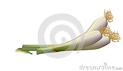 Onions big Golden on the counter Vector Illustration