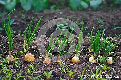 Onions growing in the garden Stock Photo