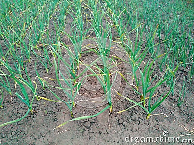 Onions growing in garden in rows open ground at farm Stock Photo