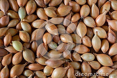 Onions for planting in the garden. Onion seedlings of the Radar variety Stock Photo