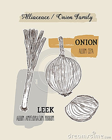 Onions sketch. Onion hand drawn set. Herbs and spices vector ill Vector Illustration