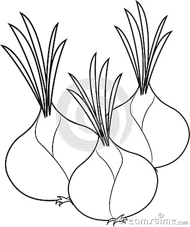 Onions Stock Photo