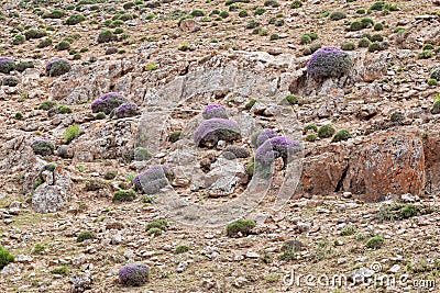 Onobrychis cornuta , Horned sainfoin flower and south Alborz mountain vegetation Stock Photo