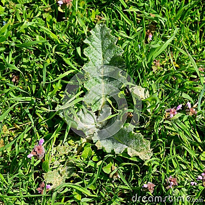 Onopordum acanthium Young leaves of a tartar. Tatarnik is a spin Stock Photo