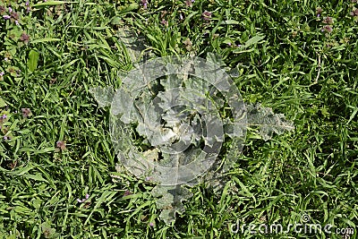 Onopordum acanthium Young leaves of a tartar. Tatarnik is a spiny weed. Stock Photo