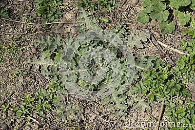 Onopordum acanthium Young leaves of a tartar. Tatarnik is a spiny weed. Stock Photo