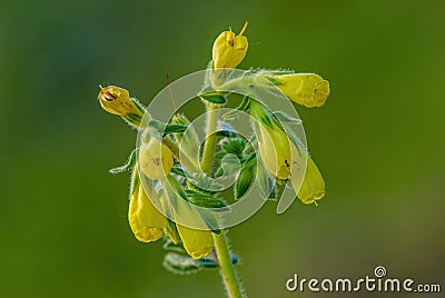 Onosma tornensis, syn. Onosma viride, extremely rare endemic plant from Hungary, flower detail. Stock Photo