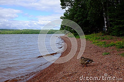 Ontario Lake Campsite Stock Photo