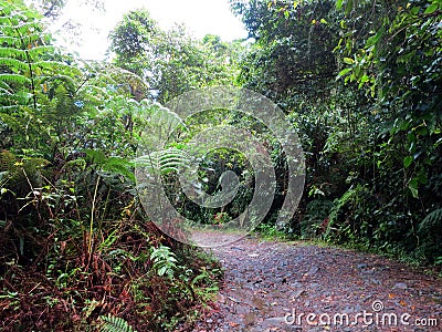 Onverharde weg door het tropische bos; Rough track through tropical forest (Colombia) Stock Photo