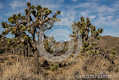 Onyx Mountain Peeks Through Joshua Trees Stock Photo