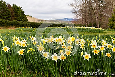 Oodles of daffodils adorn the hills at Gibbs Gardens in Georgia Stock Photo