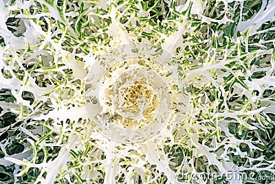 OOleracea Flowering Cabbage Brassica Peacock White. Ornamental kale Stock Photo