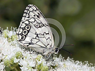 Oostelijk dambordje, Balkan Marbled White, Melanargia larissa Stock Photo