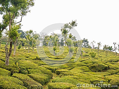 Ooty tea plantations, Tamil Nadu, India Stock Photo