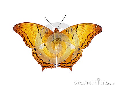 Op view of orange butterfly with flying wings isolated on white Stock Photo
