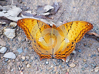 Op view of orange butterfly with flying wings isolated on white Stock Photo