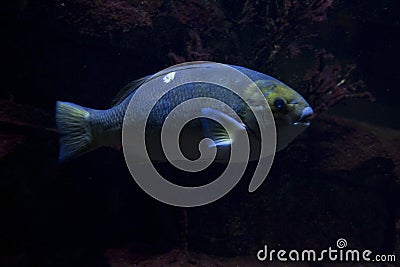 The Opaleye, rudderfish Girella nigricans. Stock Photo