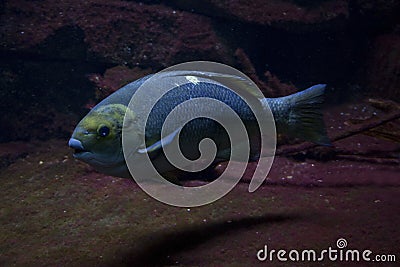 The Opaleye, rudderfish Girella nigricans. Stock Photo