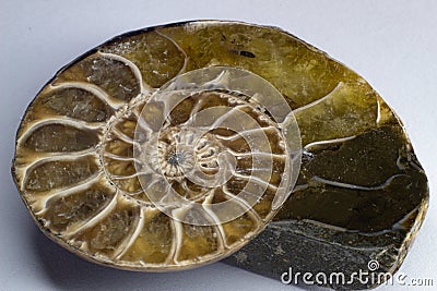 Opalized Ammolite fossilized snail shell Stock Photo