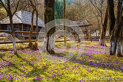 Open air museum of folk architecture Stare selo (Old village), Kolochava with purple crocuses, Zakarpattia, Ukraine Stock Photo