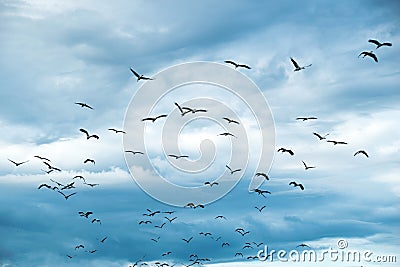 Open-billed stork or Asian openbill Bird group flying on sky Stock Photo