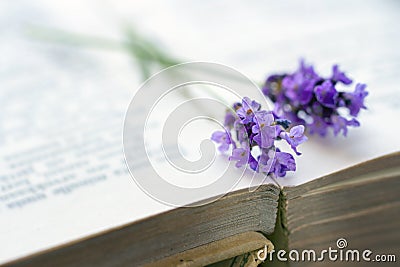 Open book with blue lavender Stock Photo