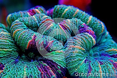 The open brain coral Trachyphyllia geoffroyi Stock Photo