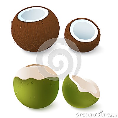 Open brown and green coconut. Exotic attribute of summer vacation. Isolated on white.Vector 3d illustration. Vector Illustration