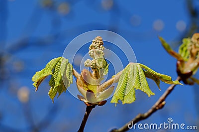 Open chestnut bud with young leaves Stock Photo