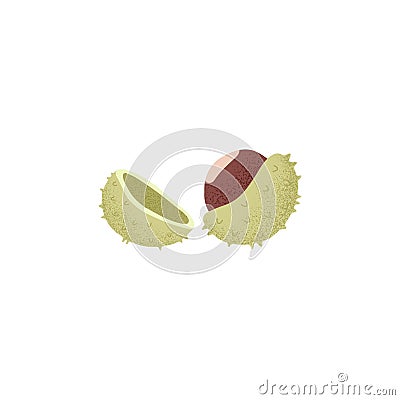 Open chestnut fruit, cracked shell with burs. Edible Castanea nut, seed. Natural food. Flat vector illustration isolated Vector Illustration
