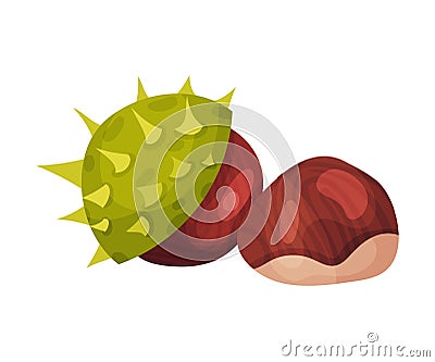 Open Chestnut Thorned Shell with Brown Nut Nearby Vector Illustration Vector Illustration