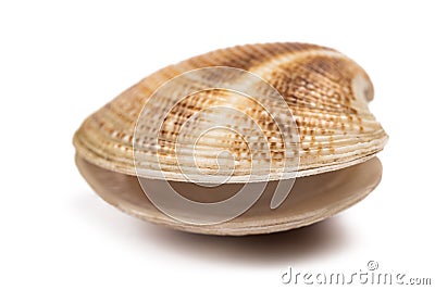 Open clam Stock Photo