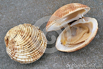 Open and closed clam in close-up Stock Photo
