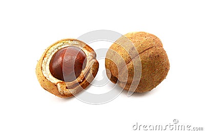 Open and closed seed cases of the red horse chestnut Stock Photo