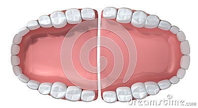 Open False Human Teeth Extreme Closeup Stock Photo