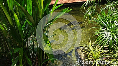 Open fish tank at Singapore Zoo Stock Photo