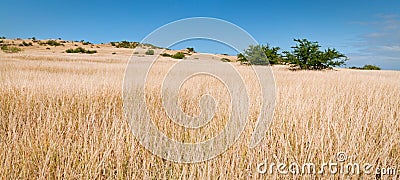 Open grassland panorama Stock Photo