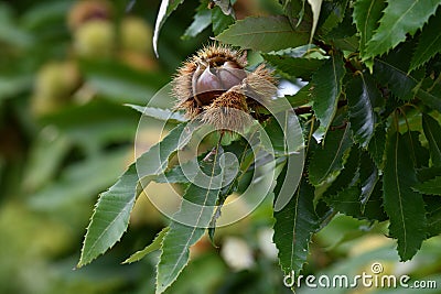 Open hedgehog with chestnuts inside hanging on a tree in a forest in Tuscany, Italy. Stock Photo