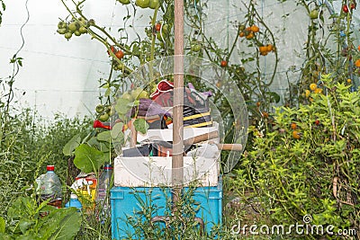 Open little greenhouse with messy organic tomato plants and tool Stock Photo