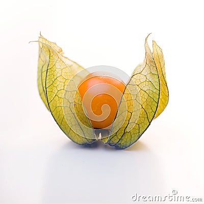 Open Physalis Stock Photo