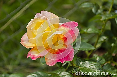 Open Pink and Yellow Hybrid Rose Stock Photo