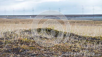 Open plain covered in small grass, soft moss, lichens. Video. Rocky stones on the grass in hill. Beautiful landscape Stock Photo