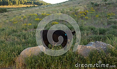 Open range cattle in the summertime Stock Photo