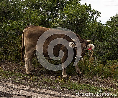 Open range cattle in the summertime Stock Photo
