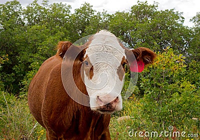 Open range cattle in the summertime Stock Photo