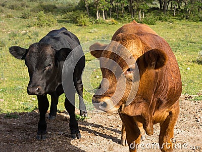 Open range cattle in utah Stock Photo