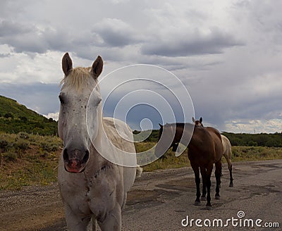 Open range horses in the summertime Stock Photo