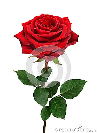 Open red rose on white Stock Photo