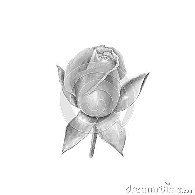 Open rose bud. Hand-drawn black and white botanical illustration. Realistic isolated object Cartoon Illustration